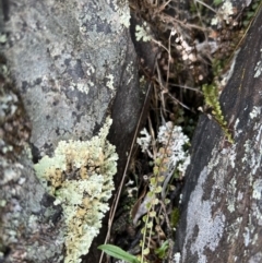 Asplenium flabellifolium (Necklace Fern) at Mount Clear, ACT - 30 Sep 2022 by SimoneC