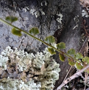 Asplenium flabellifolium at Mount Clear, ACT - 30 Sep 2022