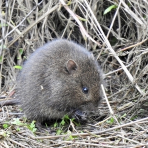Rattus or Mastacomys sp. (genus) at Mallacoota, VIC - 16 Jul 2022 02:45 PM