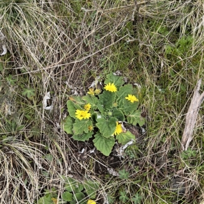 Cymbonotus sp. (preissianus or lawsonianus) (Bears Ears) at Mount Clear, ACT - 30 Sep 2022 by SimoneC