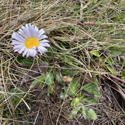 Brachyscome decipiens (Field Daisy) at Booth, ACT - 30 Sep 2022 by SimoneC