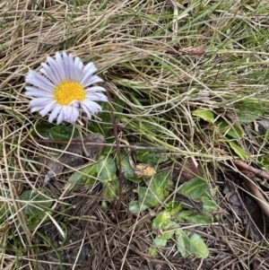 Brachyscome decipiens at Booth, ACT - 30 Sep 2022