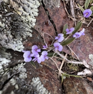 Hovea heterophylla at Booth, ACT - 30 Sep 2022 12:57 PM