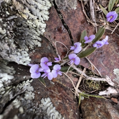 Hovea heterophylla (Common Hovea) at Booth, ACT - 30 Sep 2022 by SimoneC