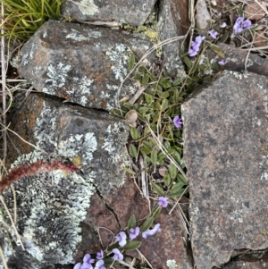 Hovea heterophylla at Booth, ACT - 30 Sep 2022 12:57 PM