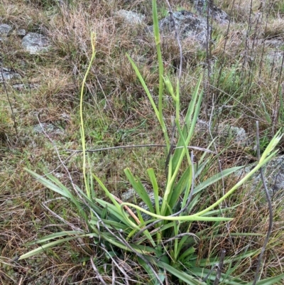Dianella tarda (Late-flower Flax-lily) at Suttons Dam - 26 Sep 2022 by KL
