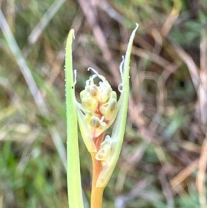 Dianella tarda at Fentons Creek, VIC - 26 Sep 2022 10:49 AM