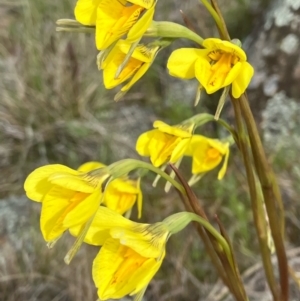 Diuris protena at Fentons Creek, VIC - suppressed