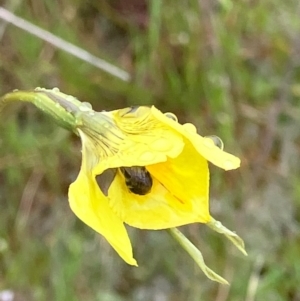 Diuris protena at Fentons Creek, VIC - suppressed