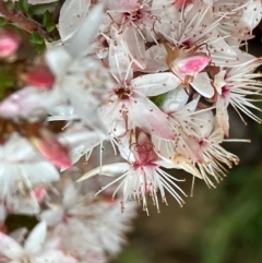 Calytrix tetragona (Common Fringe-myrtle) at Fentons Creek, VIC - 26 Sep 2022 by KL