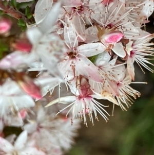 Calytrix tetragona at Fentons Creek, VIC - 26 Sep 2022 09:33 AM