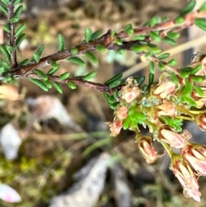 Calytrix tetragona at Fentons Creek, VIC - 26 Sep 2022 09:33 AM