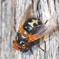 Microtropesa sinuata (A bristle fly) at Mount Jerrabomberra QP - 25 Sep 2022 by Harrisi