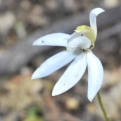 Caladenia fuscata (Dusky Fingers) at Stromlo, ACT - 29 Sep 2022 by Harrisi