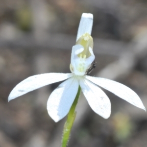 Caladenia fuscata at Stromlo, ACT - suppressed