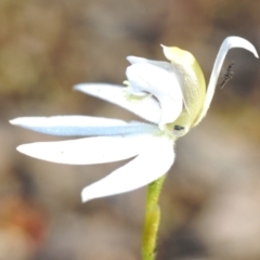 Caladenia fuscata at Stromlo, ACT - 29 Sep 2022