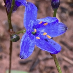 Chamaescilla corymbosa at Fentons Creek, VIC - 26 Sep 2022 03:51 PM