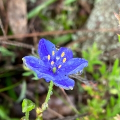 Chamaescilla corymbosa at Fentons Creek, VIC - 26 Sep 2022 03:51 PM