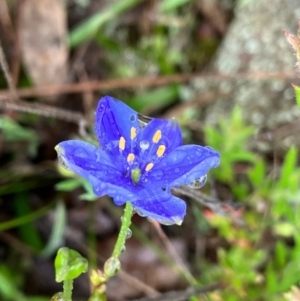 Chamaescilla corymbosa at Fentons Creek, VIC - 26 Sep 2022 03:51 PM