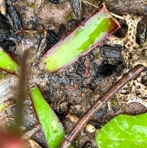 Chamaescilla corymbosa at Fentons Creek, VIC - 26 Sep 2022