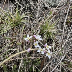 Cardamine sp. (Bittercress) at Booth, ACT - 30 Sep 2022 by SimoneC