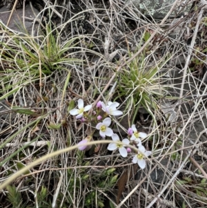 Cardamine sp. at Booth, ACT - 30 Sep 2022