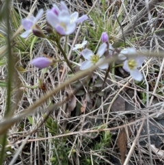 Cardamine sp. at Booth, ACT - 30 Sep 2022