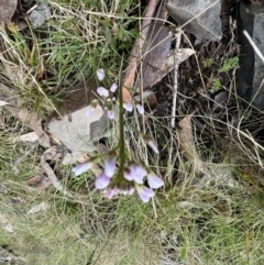 Cardamine lilacina (Lilac Bitter-cress) at Mount Clear, ACT - 30 Sep 2022 by SimoneC