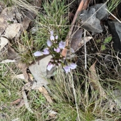 Cardamine franklinensis at Mount Clear, ACT - 30 Sep 2022 11:31 AM