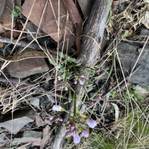 Cardamine franklinensis at Mount Clear, ACT - 30 Sep 2022