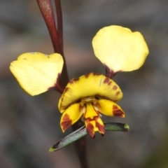 Diuris semilunulata (Late Leopard Orchid) at Stromlo, ACT - 29 Sep 2022 by Harrisi