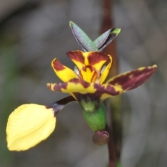 Diuris semilunulata at Stromlo, ACT - suppressed