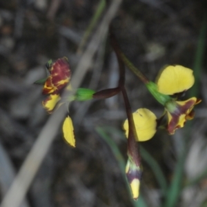 Diuris semilunulata at Stromlo, ACT - suppressed