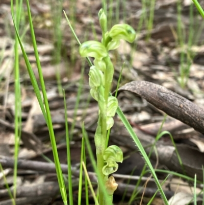 Hymenochilus sp. (A Greenhood Orchid) at Fentons Creek, VIC - 27 Sep 2022 by KL