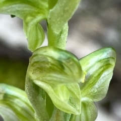 Hymenochilus sp. at Fentons Creek, VIC - suppressed