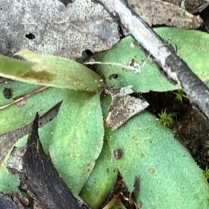 Hymenochilus sp. at Fentons Creek, VIC - suppressed