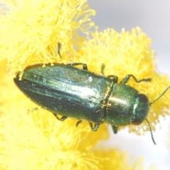 Melobasis obscurella (Obscurella jewel beetle) at Block 402 - 29 Sep 2022 by Harrisi