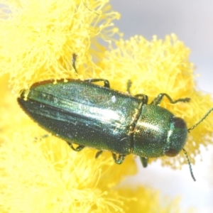 Melobasis obscurella at Stromlo, ACT - 29 Sep 2022 03:58 PM