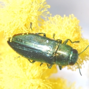 Melobasis obscurella at Stromlo, ACT - 29 Sep 2022