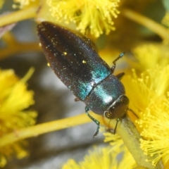 Melobasis thoracica (A jewel beetle) at Bruce, ACT - 30 Sep 2022 by Harrisi