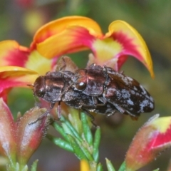 Diphucrania acuducta (Acuducta jewel beetle) at O'Connor, ACT - 30 Sep 2022 by Harrisi