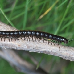 Paradoxosomatidae sp. (family) (Millipede) at Piney Ridge - 29 Sep 2022 by Harrisi