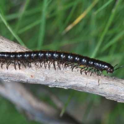 Paradoxosomatidae sp. (family) (Millipede) at Block 402 - 29 Sep 2022 by Harrisi