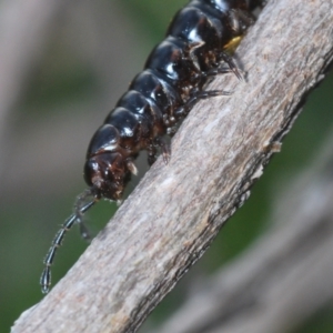 Paradoxosomatidae sp. (family) at Stromlo, ACT - 29 Sep 2022