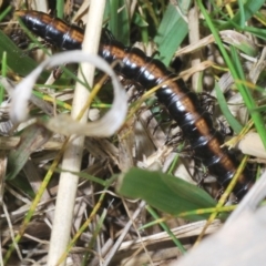 Paradoxosomatidae sp. (family) at Stromlo, ACT - 29 Sep 2022