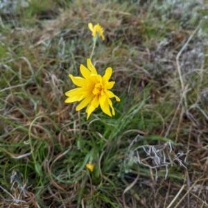 Microseris walteri at Kambah, ACT - suppressed