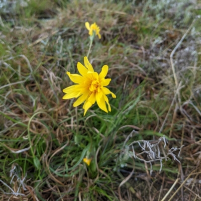 Microseris walteri (Yam Daisy, Murnong) at Kambah, ACT - 29 Sep 2022 by HelenCross