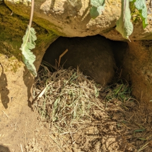 Vombatus ursinus at Paddys River, ACT - suppressed