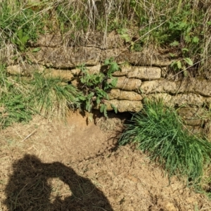 Vombatus ursinus at Paddys River, ACT - suppressed