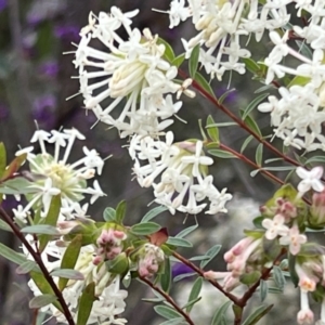 Pimelea linifolia at Acton, ACT - 29 Sep 2022